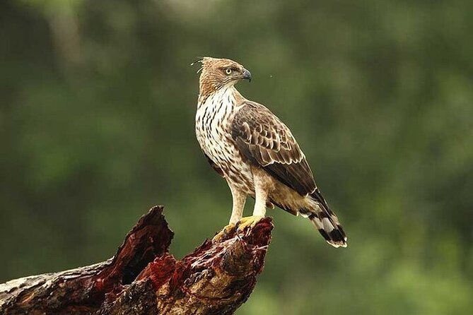 Wilpattu National Park Jeep Safari from Negombo / Waikkal (All Inclusive) - Price and value: is $152 a good deal for this long safari?