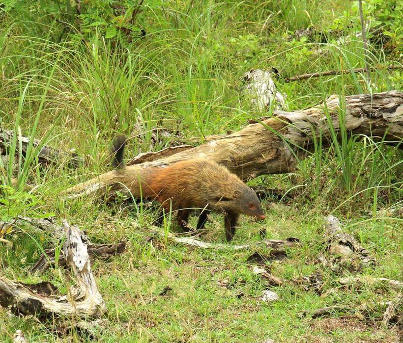 Wilpattu National Park: Morning or Afternoon Safari - Weather, Wildlife Odds, and How to Think About “Success”