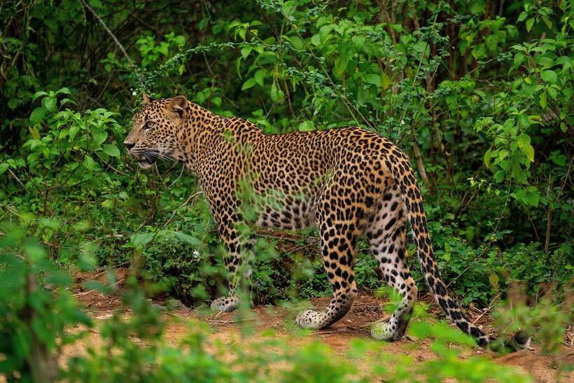 Wilpattu National Park: Morning or Afternoon Safari - Wilpattu Safari in Plain Terms: What You’re Really Buying