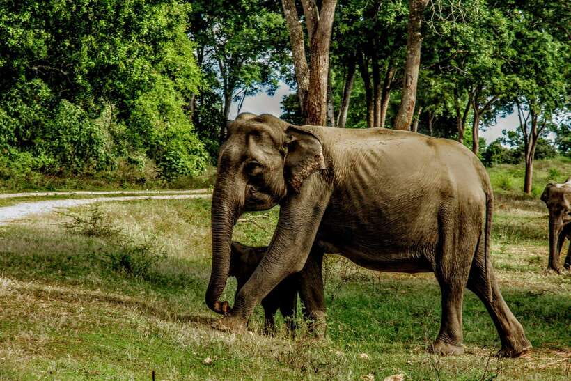 Wilpattu National Park: Morning or Afternoon Safari - Pickup, Jeep Comfort, and the Pace You’ll Feel