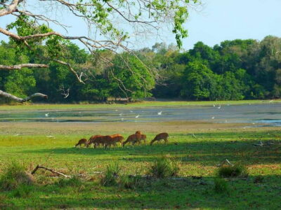 Wilpattu National Park: Morning or Afternoon Safari - Morning vs Afternoon Safari: How to Choose the Right Slot