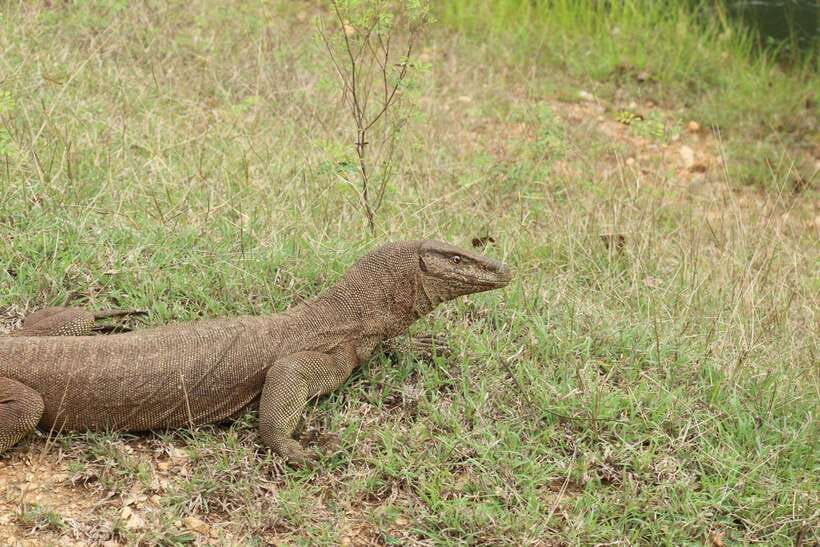 Wilpattu National Park: Morning or Afternoon Safari - What 4 Hours Inside Wilpattu Looks Like