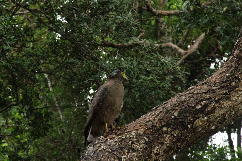 Wilpattu National Park: Morning or Afternoon Safari - The Guide and Language Factor: Where Your Experience Can Change