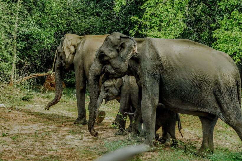 Wilpattu National Park: Morning or Afternoon Safari - What to Bring (Since Food and Drinks Aren’t Included)