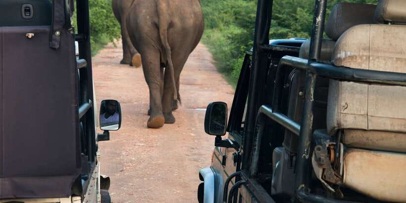 Wilpattu National Park Safari Tour from Colombo - Key Things I’d Bet On