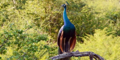 Wilpattu National Park Safari Tour from Colombo - The Long Drive: Why It Feels Like Part of the Safari