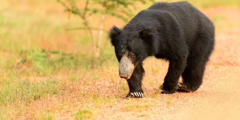 Wilpattu National Park Safari Tour from Colombo - What to Bring for Wilpattu Heat and Sun