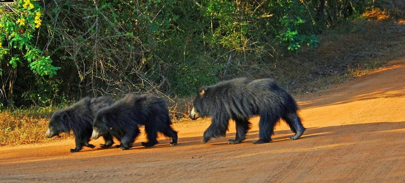 Wilpattu: Private Safari Day Trip with Lunch & Entry Fees - Key things I’d pay attention to