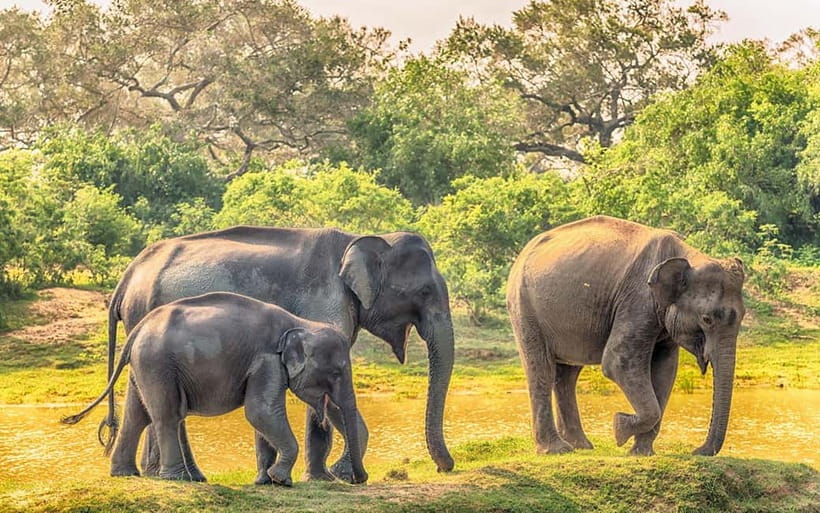 Wilpattu: Private Safari Day Trip with Lunch & Entry Fees - Should You Book This Private Wilpattu Safari with Lunch & Entry Fees?
