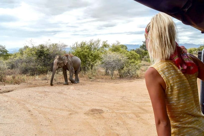 Wilpattu: Private Safari Day Trip with Lunch & Entry Fees - Wilpattu Timing: Morning 4am Starts vs Afternoon Pickups