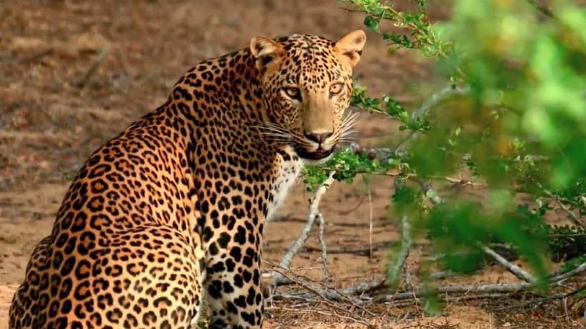 Wilpattu: Private Safari Day Trip with Lunch & Entry Fees - Inside Wilpattu: What You’re Hunting on the 4-Hour Drive