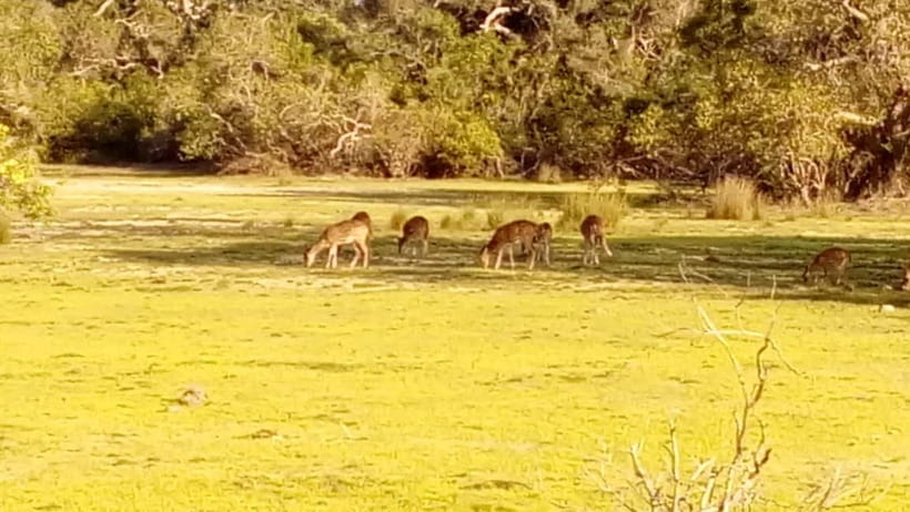 Wilpattu: Private Safari Day Trip with Lunch & Entry Fees - Photography and Comfort Tips for Real Wildlife Viewing