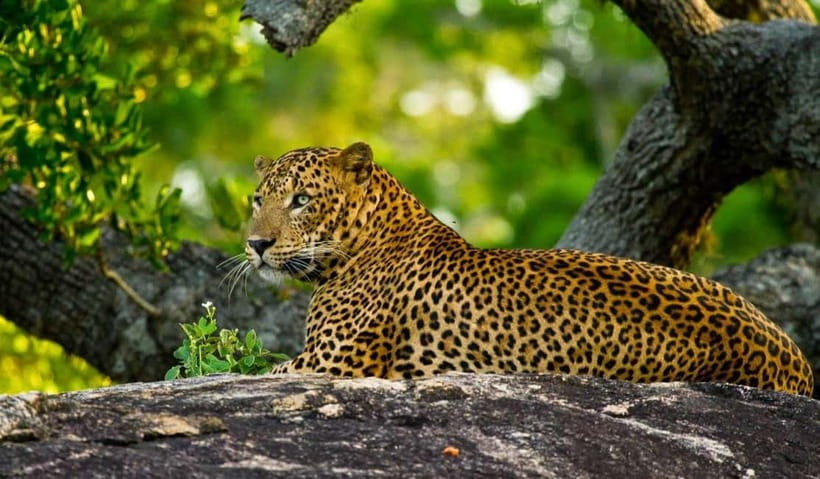 Wilpattu: Private Safari Day Trip with Lunch & Entry Fees - Safari Etiquette: The Rules That Protect Wildlife