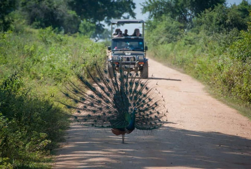 Wilpattu: Private Safari Day Trip with Lunch & Entry Fees - Price and Value: What $110 Covers (and What It Doesn’t)
