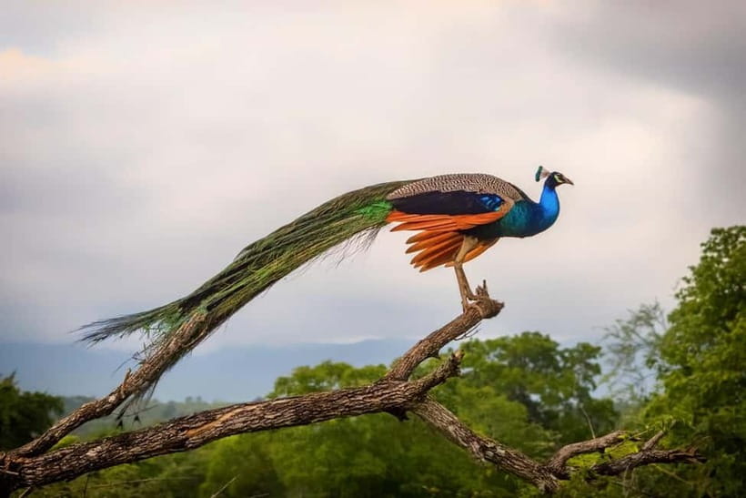 Wilpattu: Private Safari Day Trip with Lunch & Entry Fees - How the Private Setup Actually Works