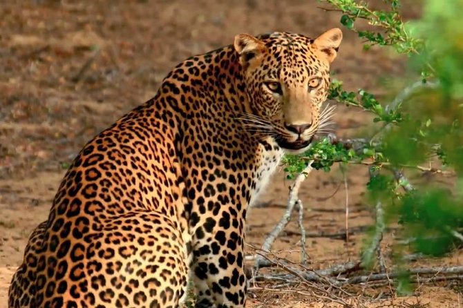 Yala Full Day Safari with Picnic Lunch - Private & All Inclusive - Key things to know before you go