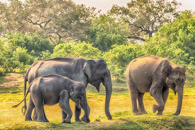 Yala Full Day Safari with Picnic Lunch - Private & All Inclusive - Yala’s big game plan: long jeep time, real wildlife odds