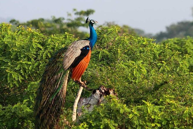 Yala Full Day Safari with Picnic Lunch - Private & All Inclusive - The included picnic lunch (and how it fits the day)