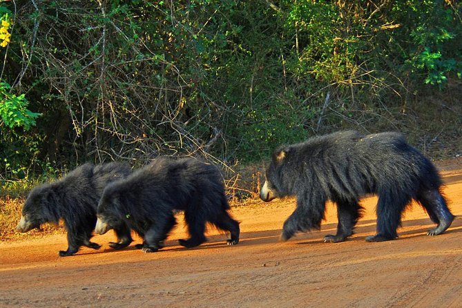 Yala Full Day Safari with Picnic Lunch - Private & All Inclusive - Private tour, all-inclusive pricing: where the $175 comes from