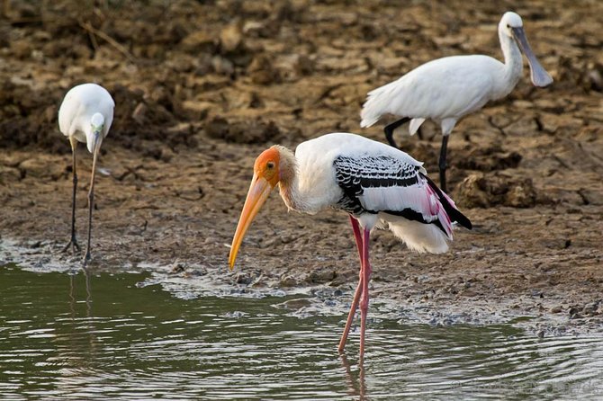 Yala Full Day Safari with Picnic Lunch - Private & All Inclusive - Timing and expectations: what to plan for during a full-day safari