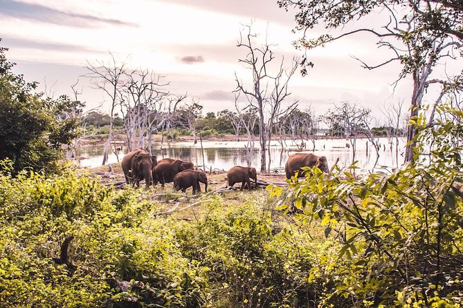 Yala Full Day Safari with Picnic Lunch - Private & All Inclusive - Who should book this Yala private safari