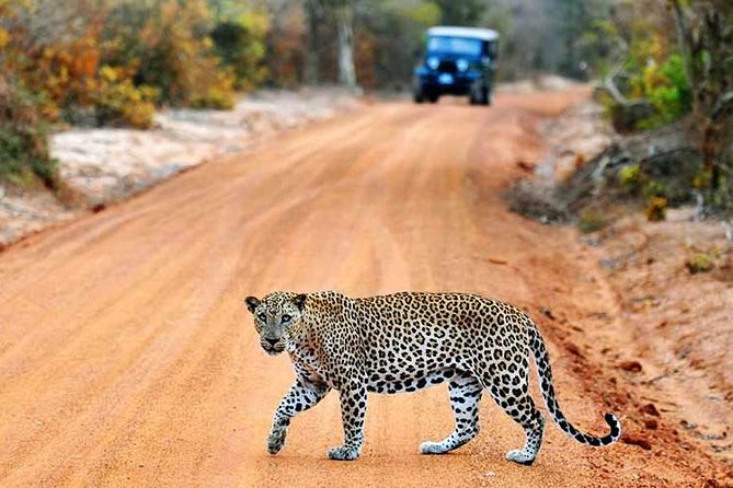 Yala Full Day Safari with Picnic Lunch - Private & All Inclusive - Hotel pickup and the early-morning reality check