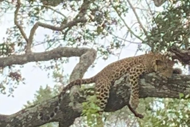 Yala National Park Full-Day Jeep Safari with Lunch - Entering Yala: entrance tickets and the safari setup