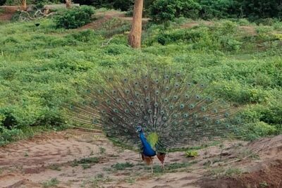 Yala National Park Full-Day Jeep Safari with Lunch - Guide and driver service: the human part that people praise