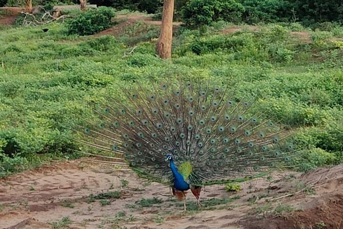 Yala National Park Full-Day Jeep Safari with Lunch - Guide and driver service: the human part that people praise