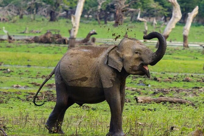 Yala National Park Private Jeep Safari From Colombo & Negombo - Getting into Yala: what the 4x4 part is really like