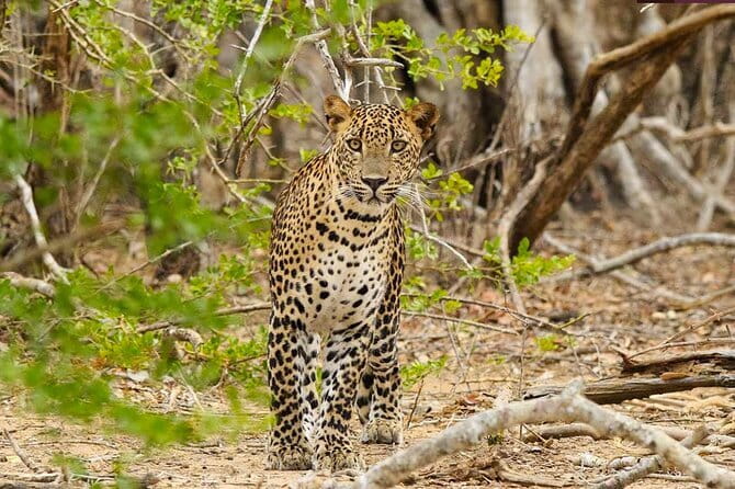 Yala National Park Private Jeep Safari From Colombo & Negombo - The tracker and driver combo: why it changes your odds