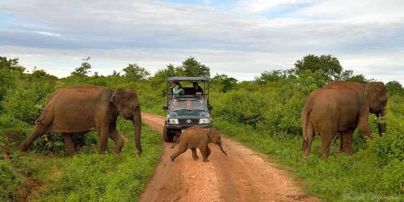 Yala: Private Safari Day Trip with Lunch & Entry Fees - Yala in One Day: Why the 7–12 Hour Window Works