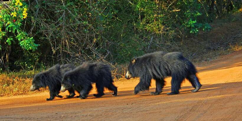 Yala: Private Safari Day Trip with Lunch & Entry Fees - Morning (4–6am) or Evening (10am–12pm): Choose Your Animal Chances