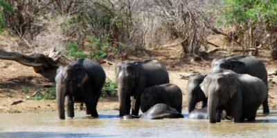 Yala: Private Safari Day Trip with Lunch & Entry Fees - Pickup From Colombo and the South Coast: Fewer Moving Parts