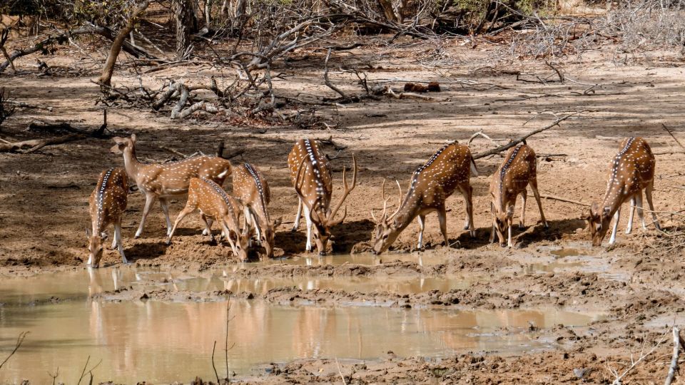 Yala: Private Safari Day Trip with Lunch & Entry Fees - Spotting Big Animals: How Guides Improve Your Odds
