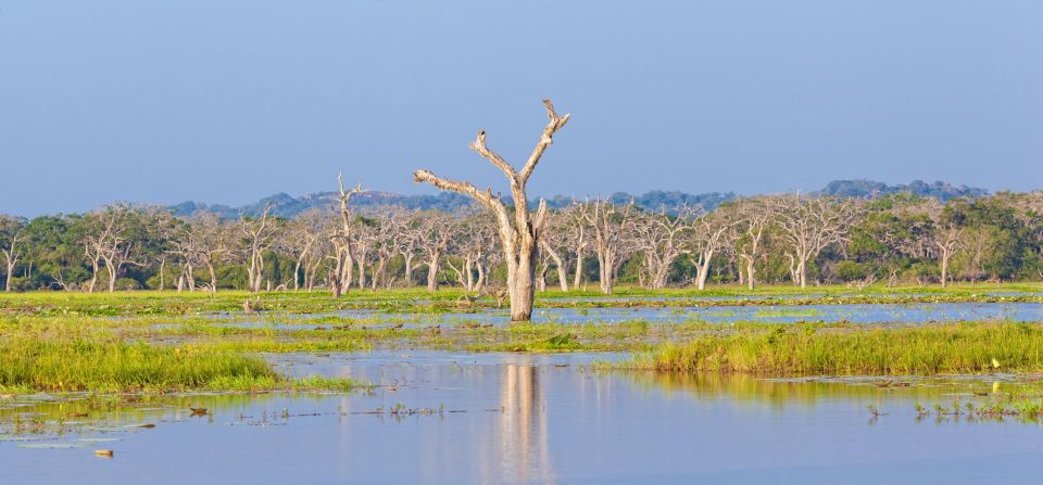 Yala Safari All-Inclusive Package with Convenient Pick Up - Should you book this Yala safari package?