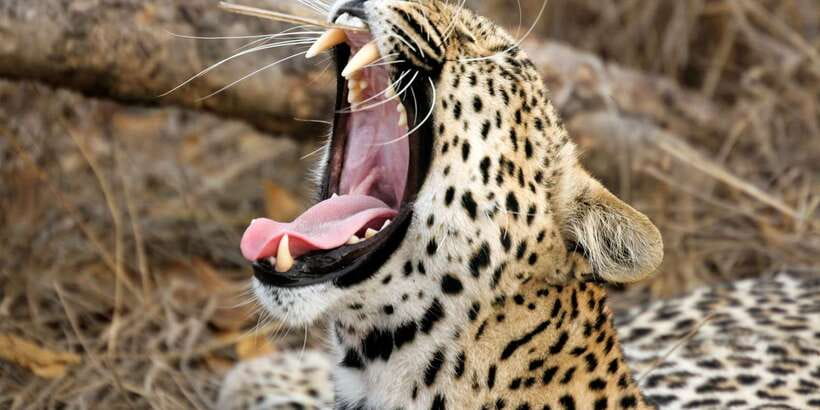 Yala Safari All-Inclusive Package with Convenient Pick Up - Getting to Yala: pickup routes and the rhythm of the day
