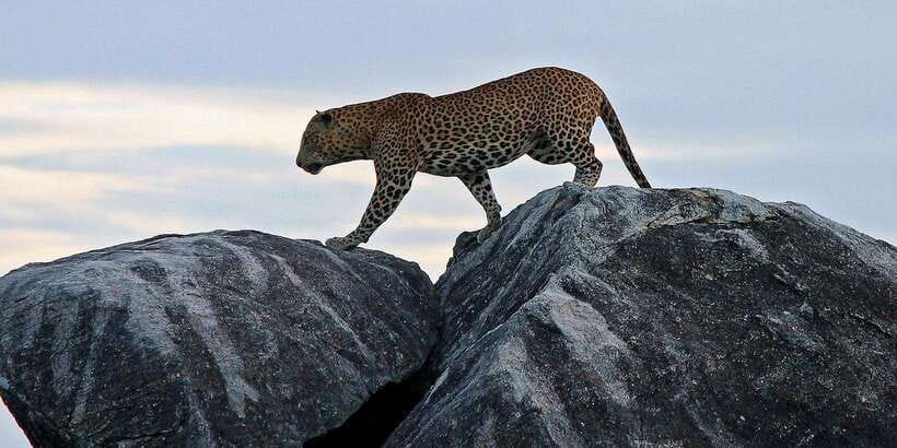 Yala Safari All-Inclusive Package with Convenient Pick Up - Morning or evening start: how to choose your odds