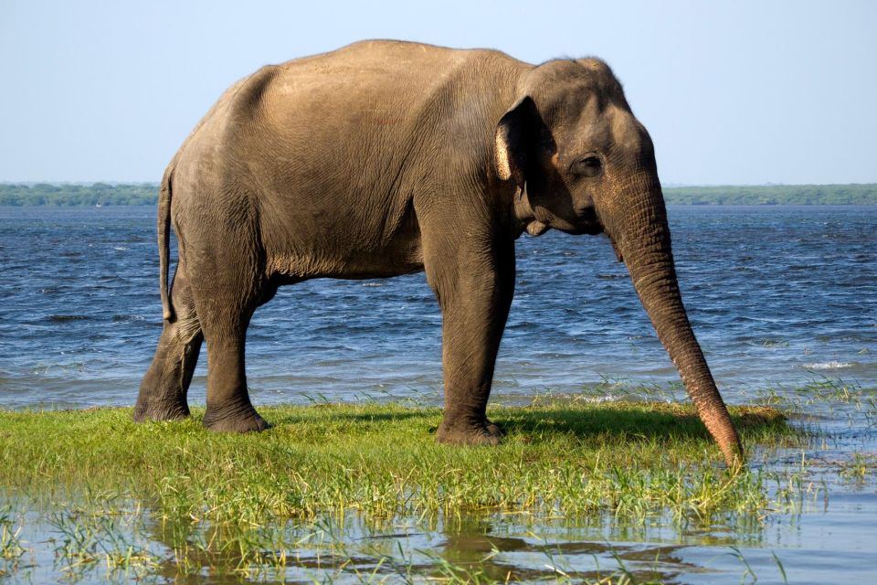 Yala Safari All-Inclusive Package with Convenient Pick Up - Guide quality and schedule clarity: what you should ask for