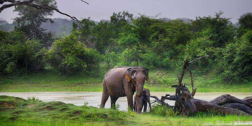 Yala Safari All-Inclusive Package with Convenient Pick Up - Practical tips for a smoother Yala jeep day
