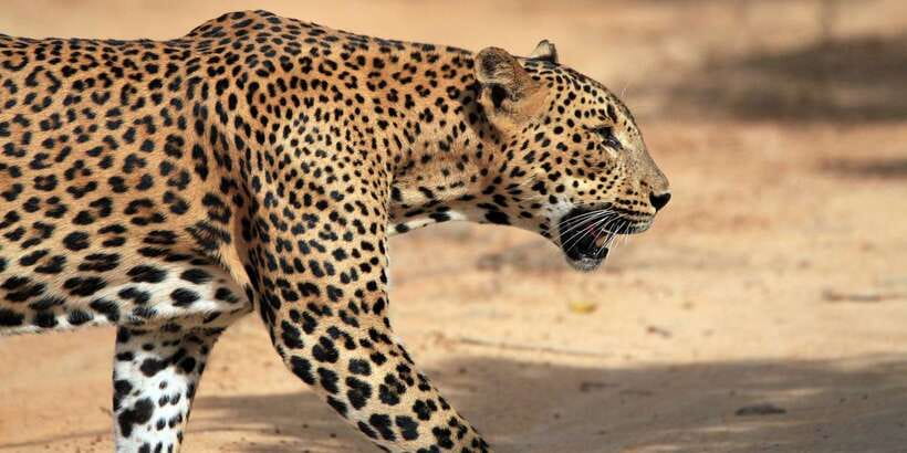 Yala Safari All-Inclusive Package with Convenient Pick Up - Your safari vehicle: soft-top jeep time and real comfort needs